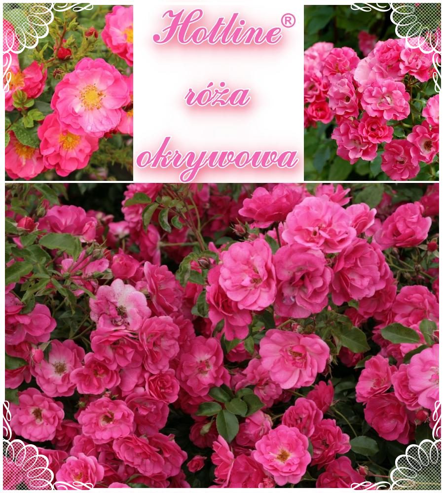 Hotline róże okrywowe